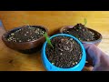 松ぼっくりから、松を育てるに挑戦 （part4） growing pine （bonsai）