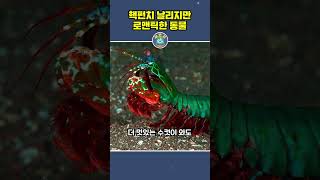 핵펀치 날리지만 로맨틱한 동물