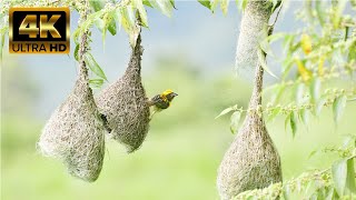 "Marvels of Avian Architecture 2: The Fascinating World of Ingenious Bird Nests"