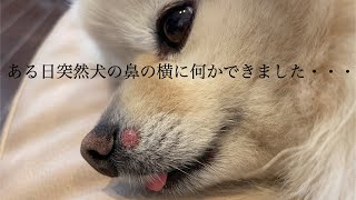 【皮膚組織球腫】【犬の病気】ある日突然、愛犬の鼻の横に何か出来ました・・・