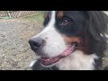 【ぷちキャンと犬】多頭飼いがぷちキャンでキャンプに出かけたよ〜1日目〜【bernese mountain dog】【chihuahua】