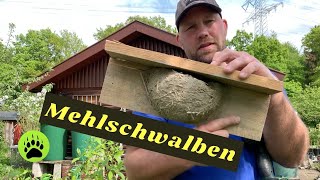 Nisthilfe für Mehlschwalben - DIY 🎬 70