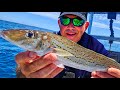 Cracking the King George Whiting Fishing Code Catch n Cook