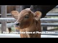 Meet a newborn Gaur at Phnom Tamao Wildlife Rescue Centre, Cambodia