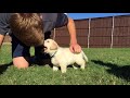 King - MALE Lab Puppy Temperament Test