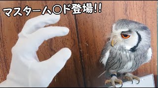 フクロウと遊びたい「ますた～はんど」