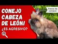 ¿SU MELENA DESAPARECE? 🐰Conejo cabeza de león: Cuidados y características | Razas de Conejos