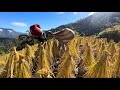 Paddy harvesting # Naga Chakhesang#Traditional way of harvesting paddy #Naga tradition