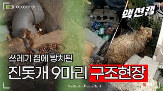 쓰레기 집에 방치된 진돗개 9마리를 구조하라!/울산MBC 200927 방송