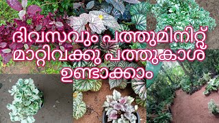 വലിയ വിലയില്ലാത്ത ഈ ചെടിയുടെ ഒരു ചെറിയ കമ്പ് കിട്ടിയാൽ മതി Garden മനോഹരമായി set ചെയ്യാം