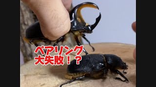 サタンオオカブトのペアリング（ブリード）