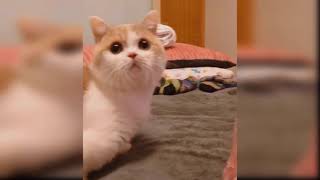 Baby Cats - Cute and Funny Cat Videos Compilation #3 | Happy Pets