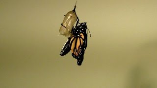 Monarch Butterfly emerging from Chrysalis 🦋