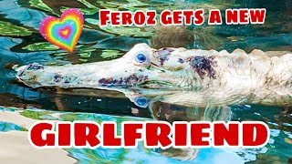 Rarest White Alligator gets a new Girlfriend & more adventures‼️