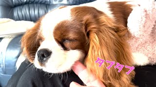 【キャバリア】ほっぺのぷにぷに最高です♡