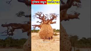 দুনিয়ার একটি  অদ্ভুত ধরনের গাছ 😱 #shorts #baobab #tree #facts