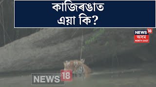 Kaziranga News | কাজিৰঙাত বাঘৰ দুৰ্লভ দৃশ্য বন্দী কেমেৰাত। N18V