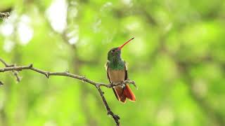 South Texas specialty: Buff-bellied Hummingbird.  15 April 2024.  Bentsen-Rio Grande Valley SP