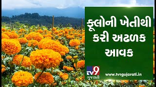 Flower farming becomes boon for Panchmahal farmers, here is how| TV9Dhartiputra