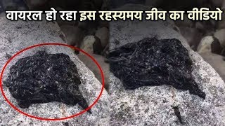 ये अनोखा जीव क्या है एलियन? रहस्यमय जीव का विडियो हुआ वायरल |