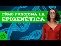 Qué es la EPIGENÉTICA 🧬 (Naturaleza VS crianza)