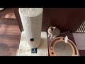 ロボット掃除機とベンガル猫 a tiny bengal cat and robot vacuum