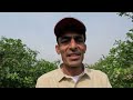 seedless lemon farming how to do lemon farming lemon k bagh ka visit