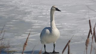 Trumpeter Swans in 4K Ultra HD