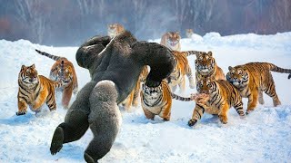 The Most Fearless Animals On Earth