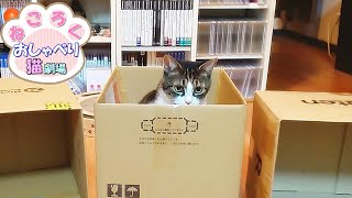 猫とダンボールで遊んで猫の行動予測するも見事に外す飼い主