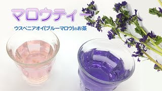 色が変わるハーブティー「ブルーマロウ」