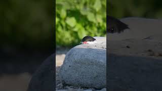 Tern Tries Eating Fish but Launches it Away #Shorts