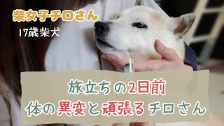 【閲覧注意】亡くなる２日前に起きた異変｜腎臓病悪化で辛そうでしたが 一生懸命頑張って過ごしました｜老犬介護