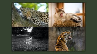 Simple Image Gallery Using HTML CSS and JavaScript