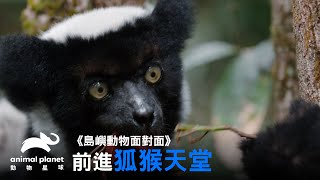 登陸狐猴天堂島—猜猜看狐猴有幾種？｜動物星球頻道