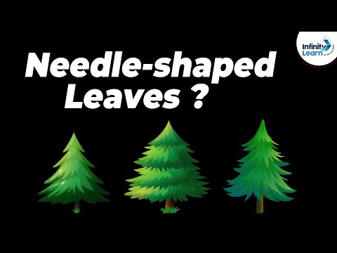 Which type of trees have needle shaped leaves?