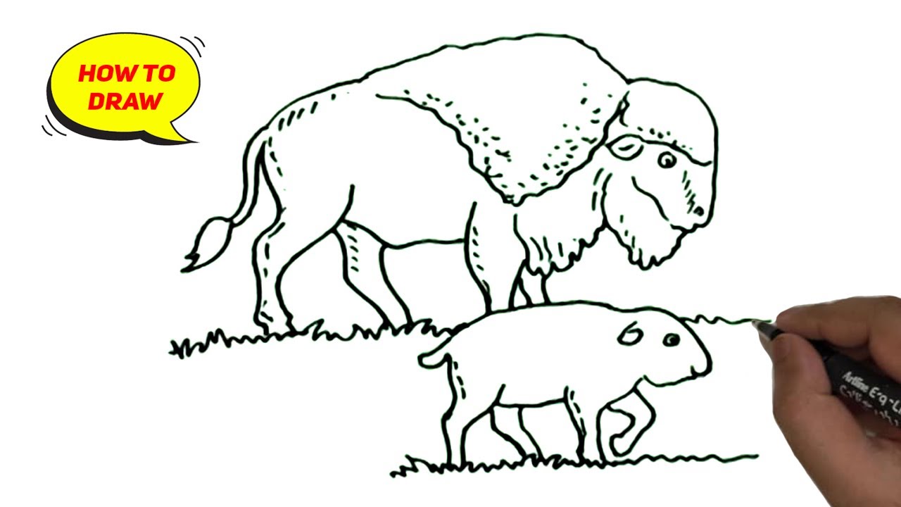 How To Draw A Bison And A Baby Bison Easy And Step By Step Youtube