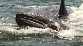 O ataque das orcas assassinas - América do Norte: Born To Be Wild