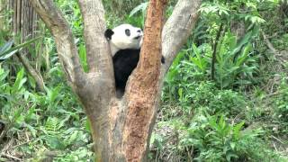 2016-04-09 大貓熊圓仔躲貓貓 Giant Panda YuanZai