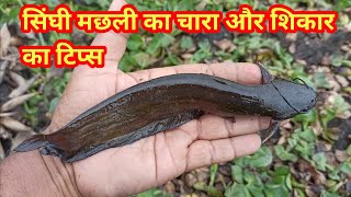 सिंघी मछली का चारा और शिकार का टिप्स || cat fish bait and ground bait || sundar bihar