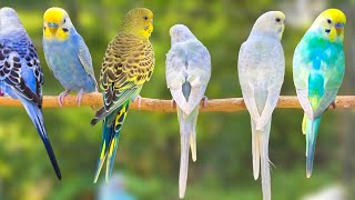 12 Hour Happy Singing & Eating Parakeet Budgies Birds | Calming Companion for Lonely & Quiet Birds