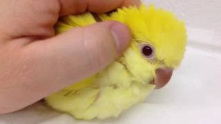 国産 当店自家ブリード オキナインコ ルチノーSPブルー ♀ Monk or Quaker Parakeet Lutino split blue