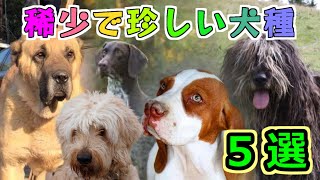 【動物】世界で最も珍しい犬種5選