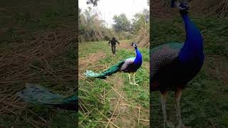 #Viral peacock in forest of dean #Winchester #peacock in #forest of #dean #riyal #peacock