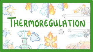 GCSE Biology - How We Control Our Body Temperature