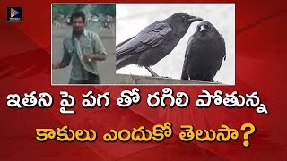 పగ తో రగిలి పోతున్న కాకులు. ఎందుకో తెలుసా? | Latest Updates | TFC Film News