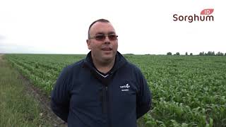 agricultura.video - Sfaturi din practica pentru o productie de sorg de 10,5 t/ha