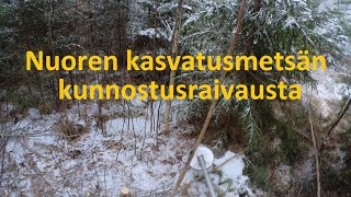 Myöhästynyt taimikonhoito. Tein nuoren kasvatusmetsän kunnostusraivauksen. Metsän raivaus Ulvila