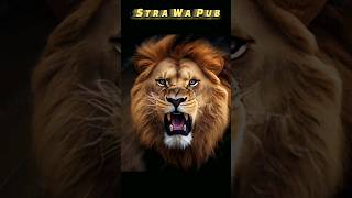 সিংহের আসল আওয়াজ কেমন হয় দেখুন । real sound of wild animals । Stra Wa Pub #shorts