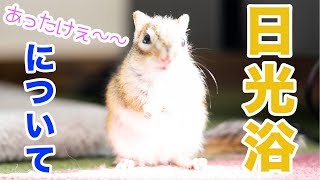 シマリスの日光浴について/About sunbathing squirrel